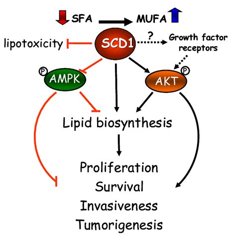 Stearoyl CoA Desaturase Deficiency Increases Fatty Acid 56 OFF