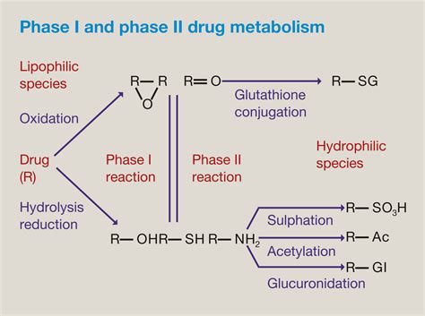 Modes Of Drug Elimination And Bioactive Metabolites Anaesthesia