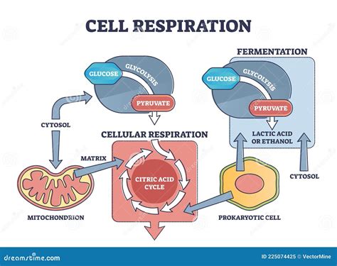 Cell Respiration Process Explanation With Biological Stages Outline