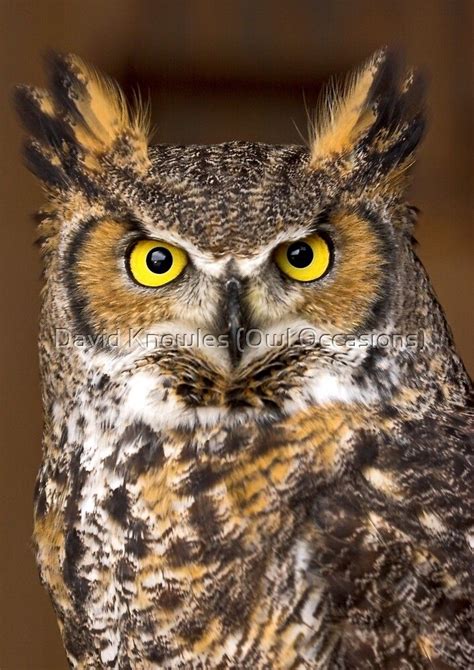 20 Nocturnal Birds That Burn The Midnight Oil Owls Nightjars And