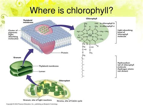 Where Is The Chlorophyll Located In A Plant