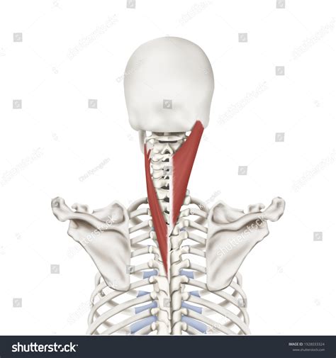 3d Medical Illustration Explanation Splenius Muscle Stock Illustration