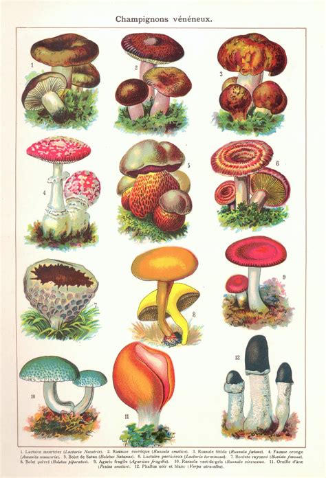 Mushrooms Vintage Art Old Free Stock Photo Public Domain Pictures