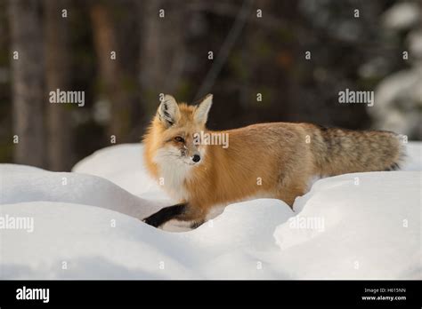 Red fox in snow Stock Photo - Alamy