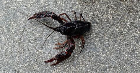 Can You Please Sex My Crayfish Album On Imgur