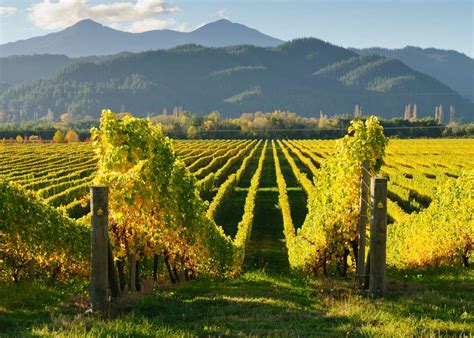Vinhos Da Nova Zelândia - Vinhos da Nova Zelândia - Uma Descoberta - DiVinho