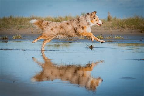 Actionfotos 5 Tipps Hunde In Bewegung Fotografieren