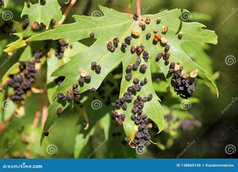 Black Galls Caused By Maple Bladder Gall Mite Or Vasates Quadripedes On Silver Maple Acer