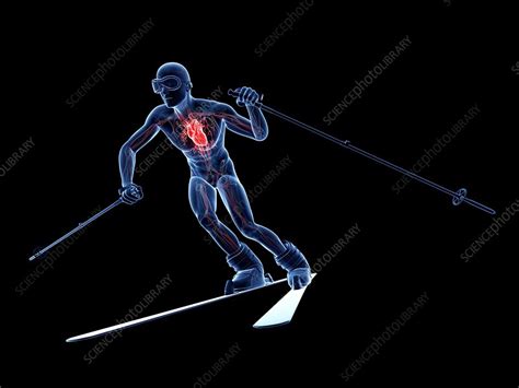 Male Cardiovascular System Artwork Stock Image F008 2692 Science