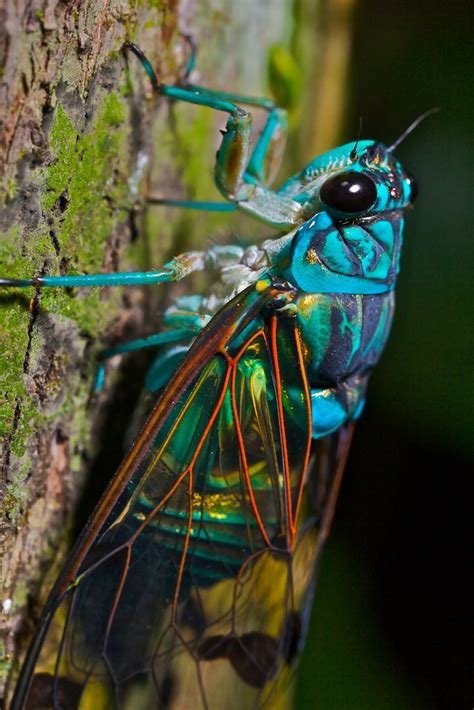 Turquoise Cicada Zamarra Sp Manu National Park Manu Lo Flickr