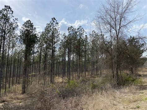 Whistling Pines Tract 2 Country Tracts Alabama Land For Sale