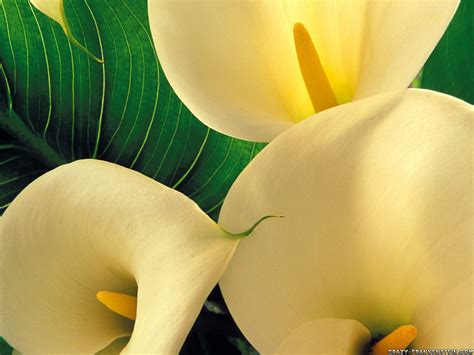 🔥 [50+] Lily Flower Wallpapers | WallpaperSafari