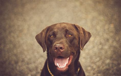 3840x2160 Resolution Adult Chocolate Labrador Retriever Hd Wallpaper