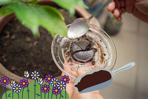 Comment utiliser le marc de café au jardin et pour les plantes