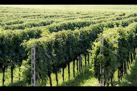 Vendemmia Fissati I Prezzi Delle Uve Di Merlot