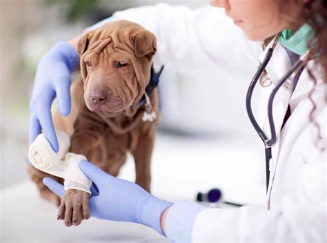 Qué hacer si tu perro se lesiona en un accidente Calidad Mascota