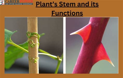 Plants Stems - Structure, Function of a Stem, Types, Modifications