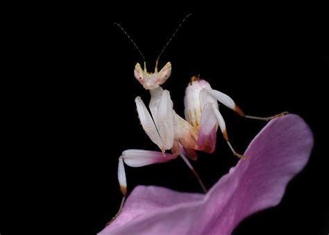 orchid mantis facts critterfacts