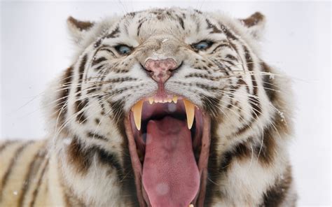 Download wallpaper 3840x2400 bengal tiger, tiger, roar, fangs, predator 4k ultra hd 16:10 hd ...