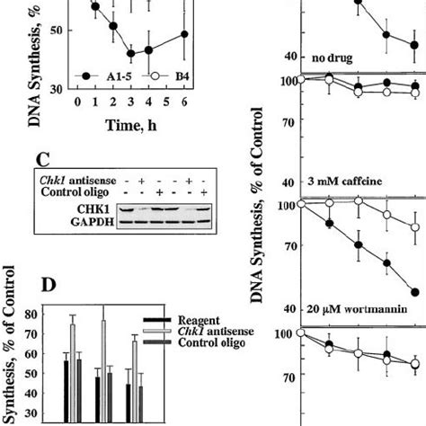 Chk Is Involved In The Slow Response Of S Phase Checkpoint A