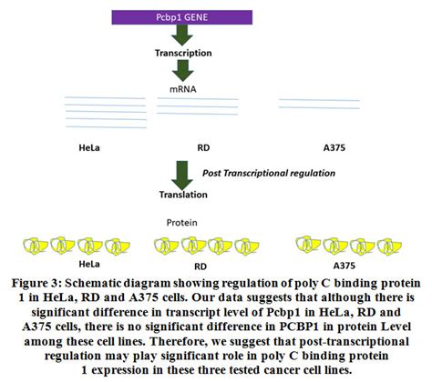 Expression Pattern Of Major Poly C Binding Protein Pcbp Isoforms In