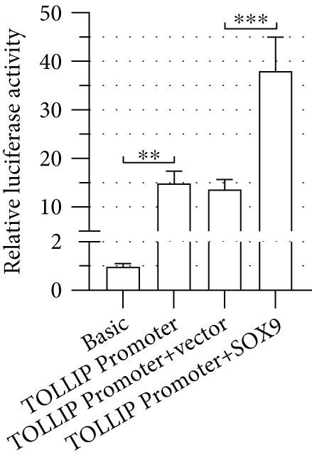 Sry Box Transcription Factor 9 Sox9 Regulates Toll Interacting Download Scientific Diagram