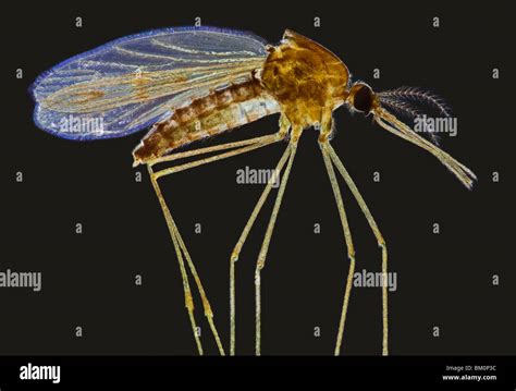 anopheles spp female anopheles mosquito stock