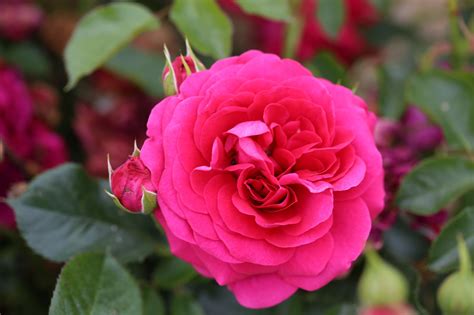 Rose Truly Loved 3 Litre Stewarts Garden Centre