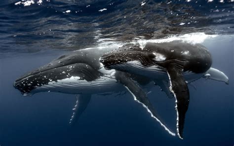 Ocean Whale Wallpapers Top Free Ocean Whale Backgrounds Wallpaperaccess