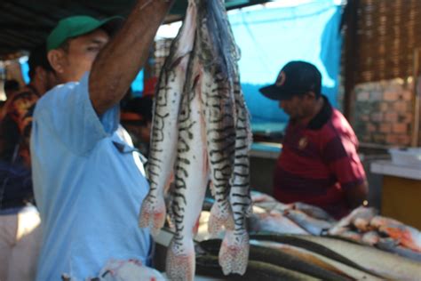 In Cio Guia De Peixes Comericalizados Em Monte Alegre