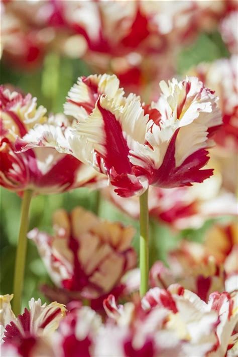 Tulipa Flamin Parrot Papageien Tulpe Gartenpflanzen Daepp