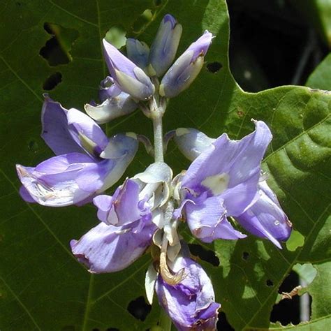 Kudzu vine – Invasive Species South Africa