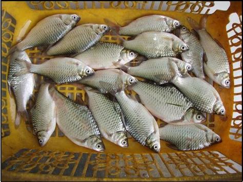 jutawan ikan labuh banting pusat lampam jawa