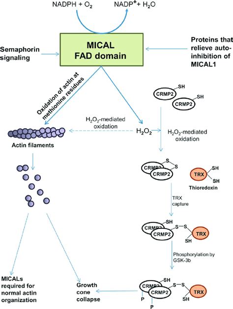 Activation And Function Of Mical Proteins Mical Proteins Are Activated