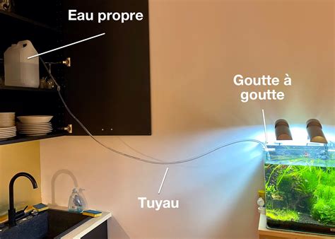 Entretien Du Poisson Combattant Bien Changer Leau De Son Aquarium