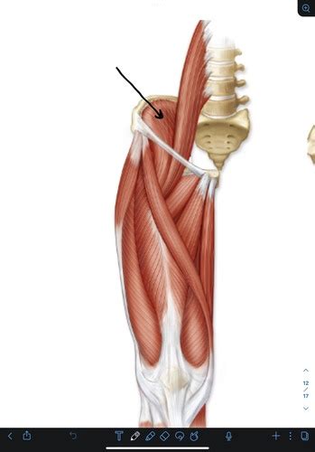 Appendicular Muscles Lower Extremity S Flashcards Quizlet