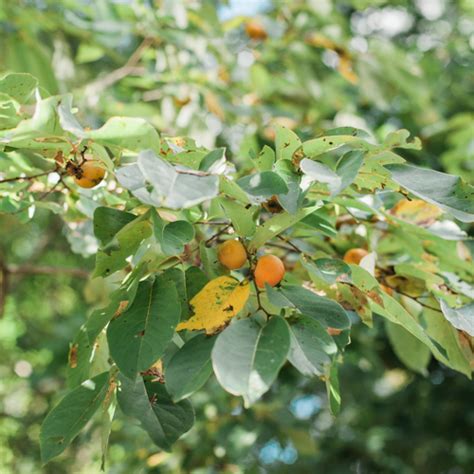 Native Persimmon Wildlife Habitat Resources