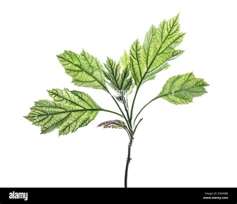 hydrangea leaf  res stock photography  images alamy