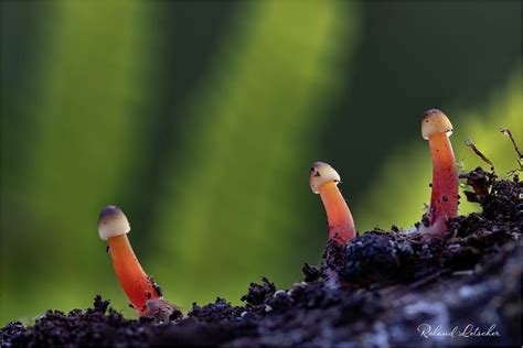 Mycene à lait rouge Mycena haematopus Roland Letscher Flickr