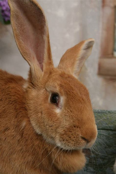 Giant Flemish Rabbits Tanglewood Farm Miniatures