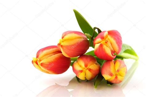 Multicolor tulips — Stock Photo © ivonnewierink #3019768