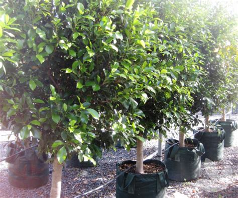 Ficus Hillii Emerald Standard Ficus Trees Speciality Trees