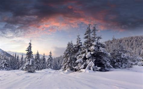 Wallpaper Forest Winter Snow Trees Winter Landscape Winter