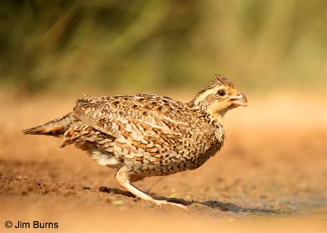 Northern Bobwhite