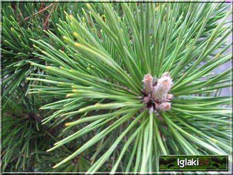 Pinus Nigra Globosa Sosna Czarna Globosa Pa Foto Internetowy Sklep