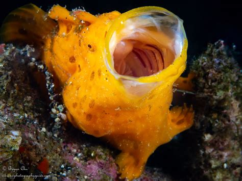 Frogfish facts, species, behavior, and photos - Underwater Photography ...