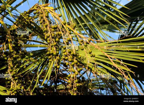 carnauba palm fruit (copernicia prunifera Stock Photo - Alamy