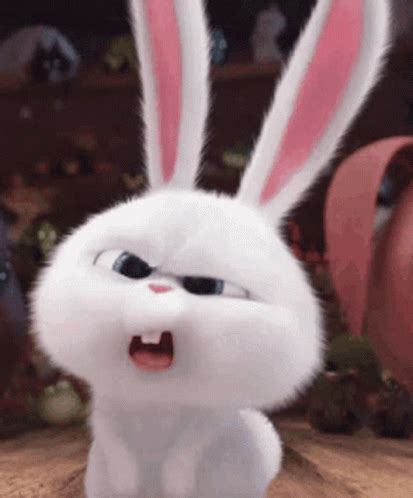 Rabbit GIFs | Tenor