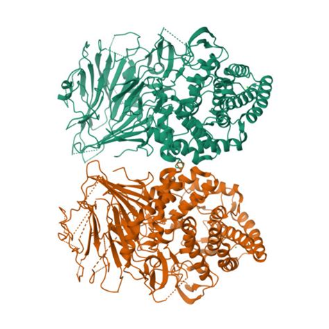 Rcsb Pdb Fjs Bacterial Beta Glucosidase Reveals The Structural And