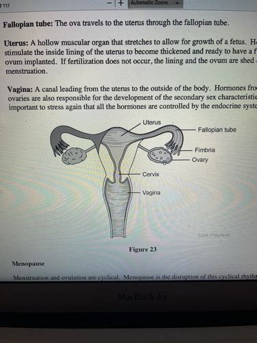 Anatomy Reproductive System Flashcards Quizlet